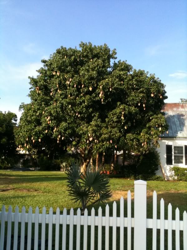 Valencia Pride mango tree